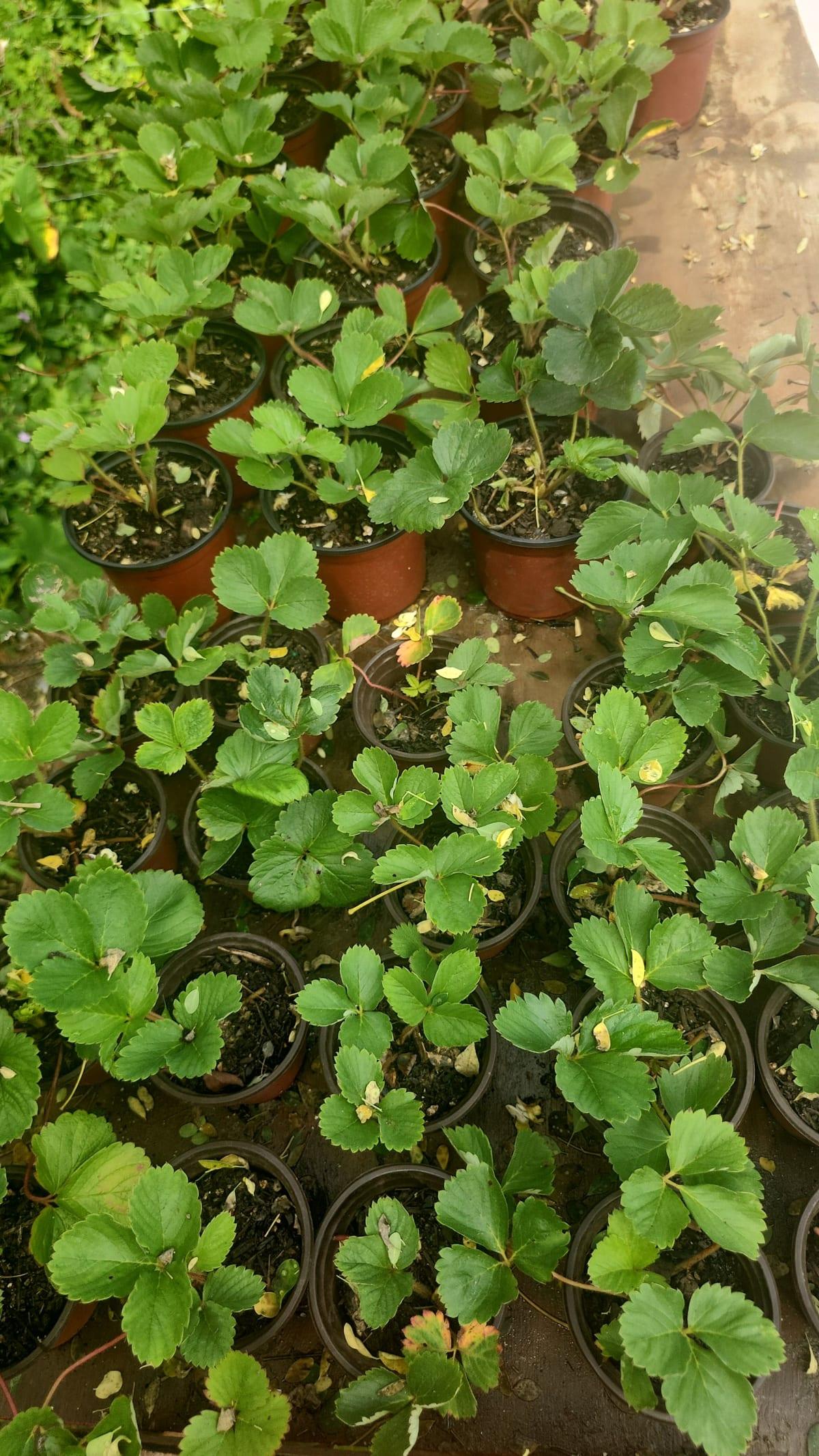 Finca Felicie