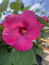 Stella Di Mare Nursery - Foto 2
