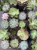 Stella Di Mare Nursery - Foto 5