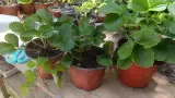 Finca Felicie - Foto 2
